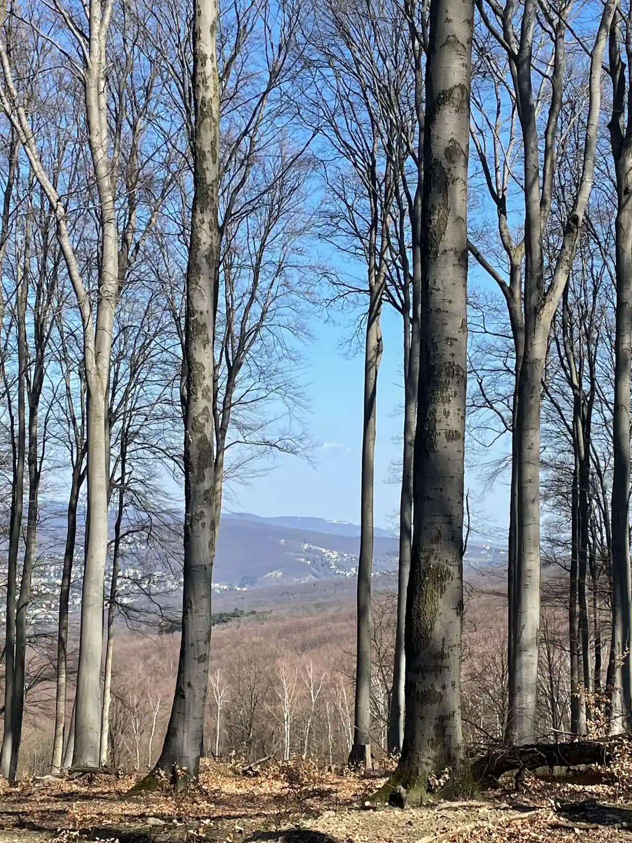 Alti tronchi di faggio spogli incorniciano una vista lontana sul Bosco Viennese.