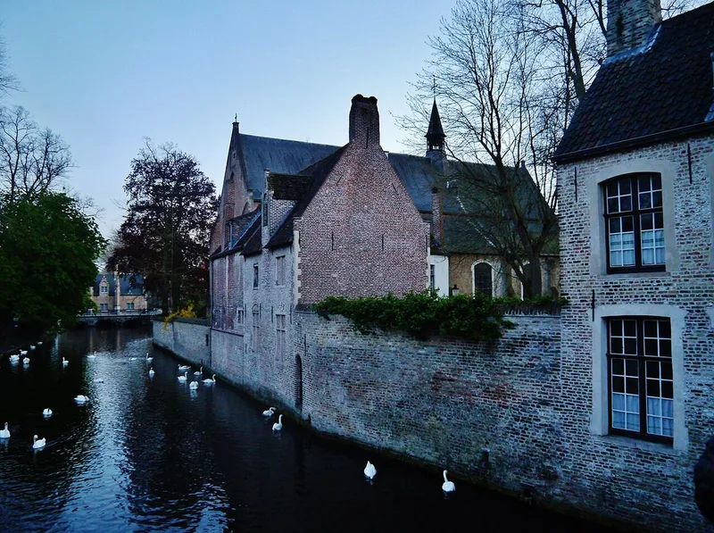 A dark canal at dusk with many white swans, lined by a long brick wall and old brick buildings with steep roofs, with trees and a bridge in the distance.