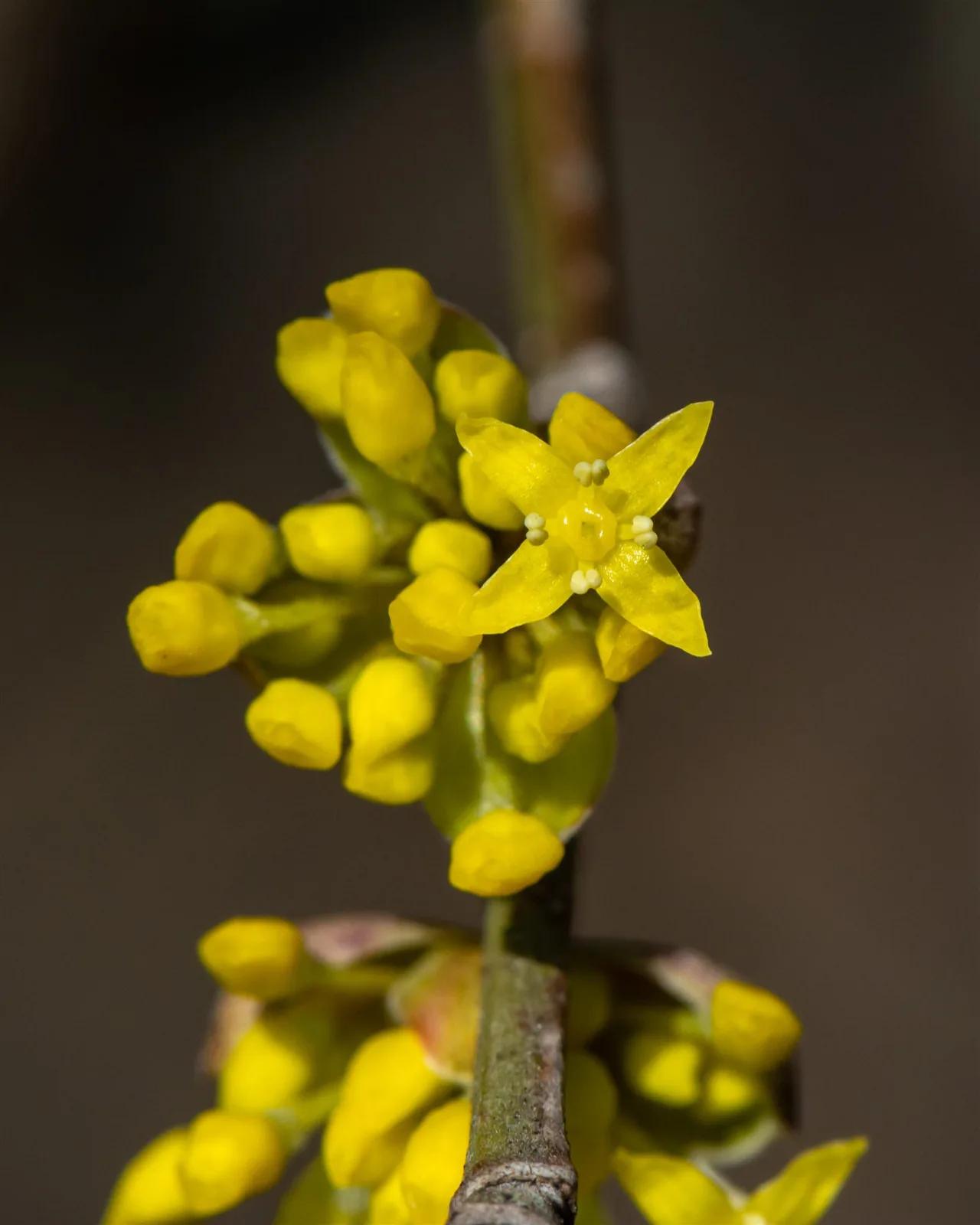 Close-up of a small four-petalled yellow flower and yellow buds on a bare twig of a cornelian cherry.