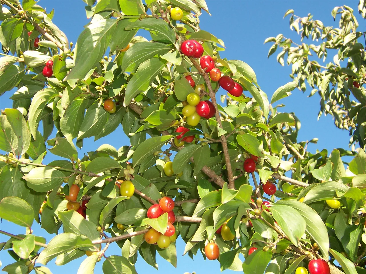 Red and yellow-green cornelian cherries hanging among green leaves against a blue sky.