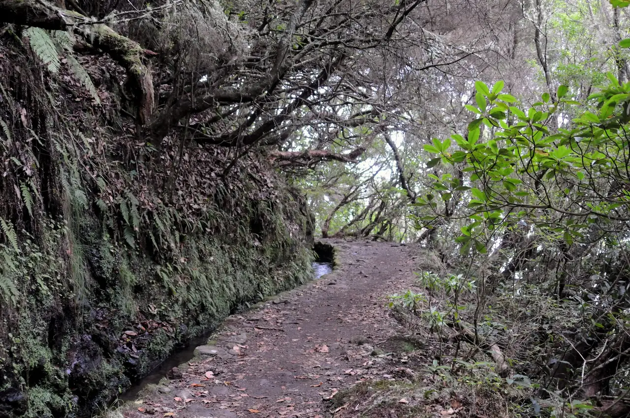 A narrow earth path runs beside a stone-lined water channel on a mossy rock wall, with fern-covered banks and laurel forest arching overhead.