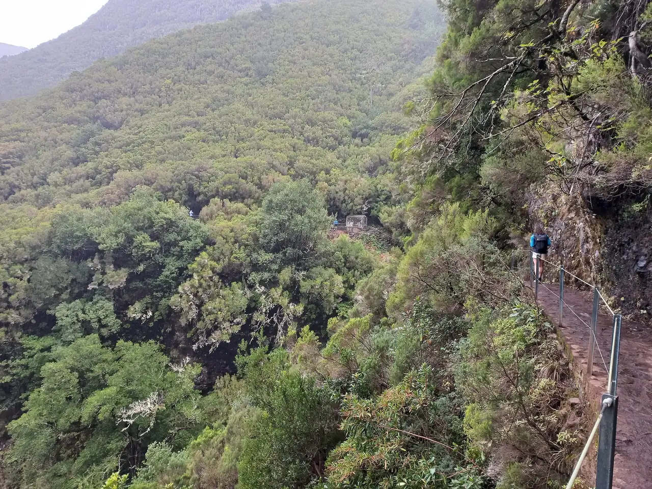 A hiker walks away along a rock-cut path with a cable railing above a deep valley filled with dense laurel forest.