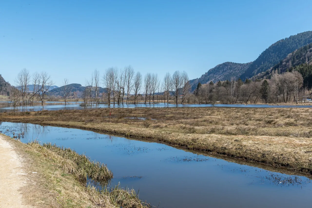Flooded meadows in the Bleistätter Moor with a row of bare poplars and wooded hills in clear spring light