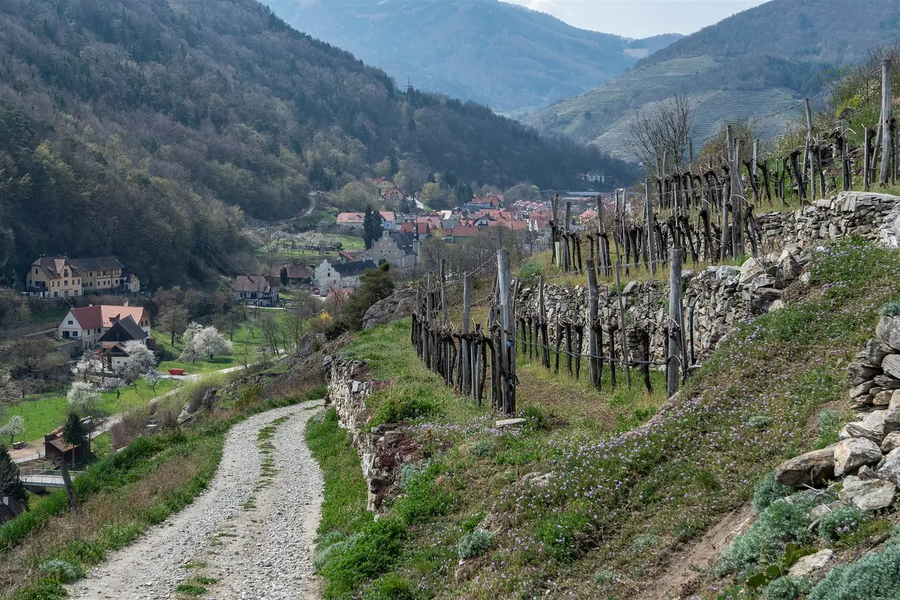 A gravel track runs along dry-stone vineyard terraces above a village in a green valley, with flowering trees below.