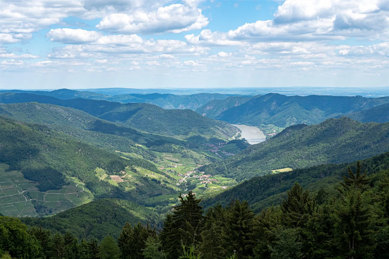 A wide view from a forested ridge down to a valley with vineyards and villages, and a bend of the Danube in the distance.