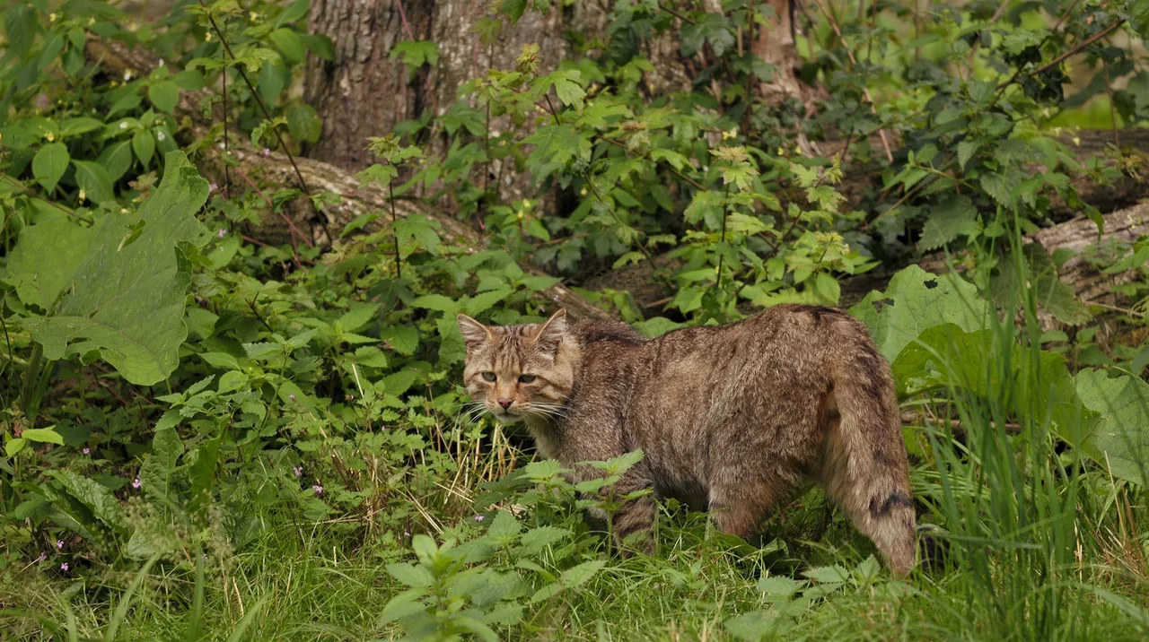 A European wildcat with tabby markings walks through green undergrowth.