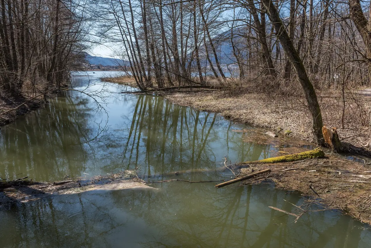 Calm channel of the Tiebel with bare alders on both banks near the Bleistätter Moor and Lake Ossiach