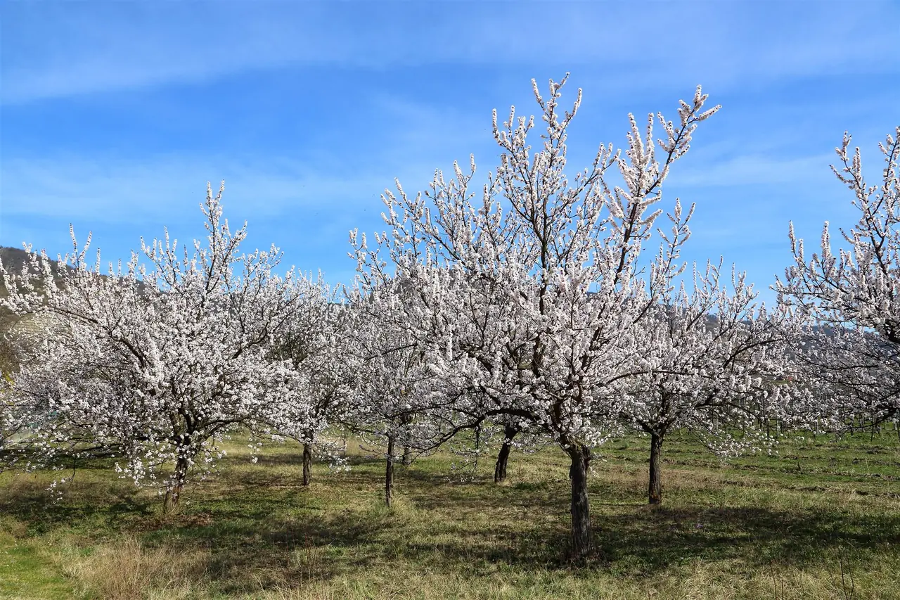 Rows of apricot trees covered in white blossom in an orchard under a blue sky.