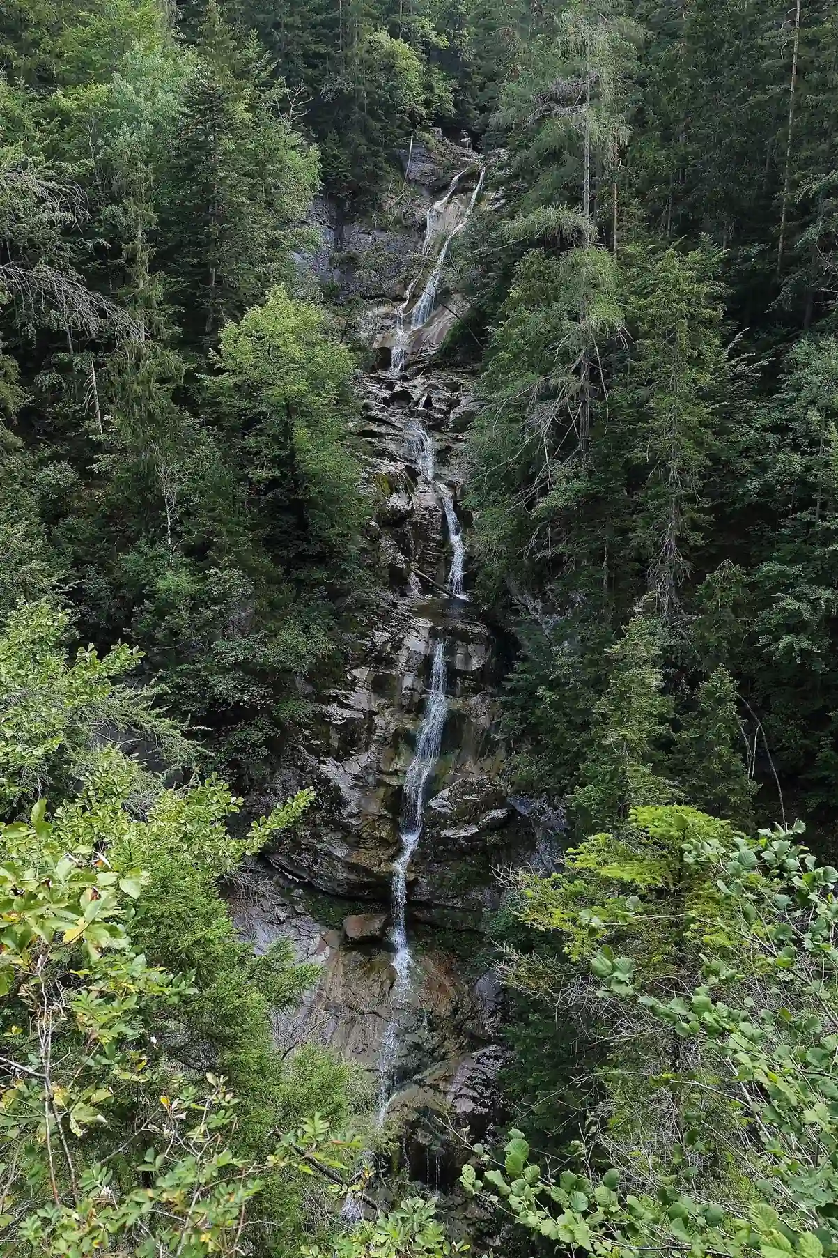 A narrow waterfall runs down a rock face between spruce and larch trees in a forested gorge, seen from above.